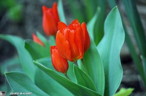 Tulipe praestans Fusilier