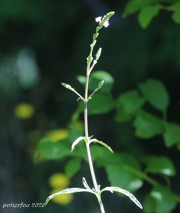 verveine fleurie