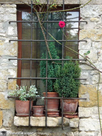 Fleurs_aux_balcon