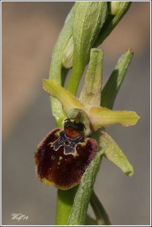 ophrys2-12-04