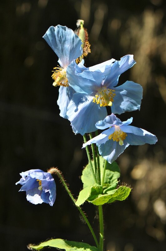 meconopsis betonicifolia (44)