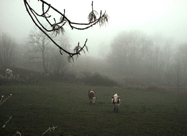 brouillard
