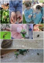 insectes