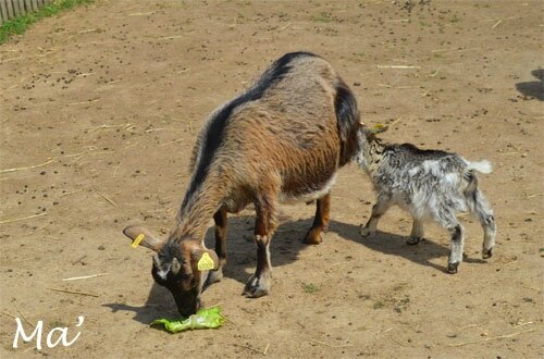 140529_peaugres_ferme1