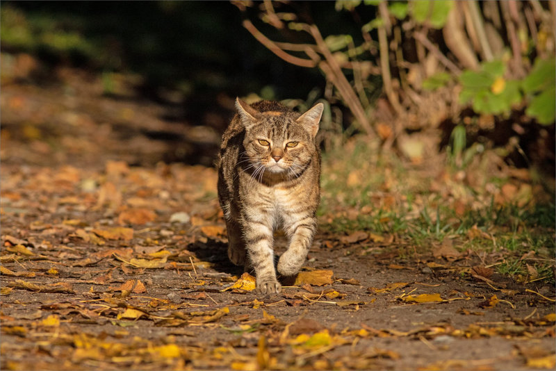 Chat arrive face 271021 4 ym
