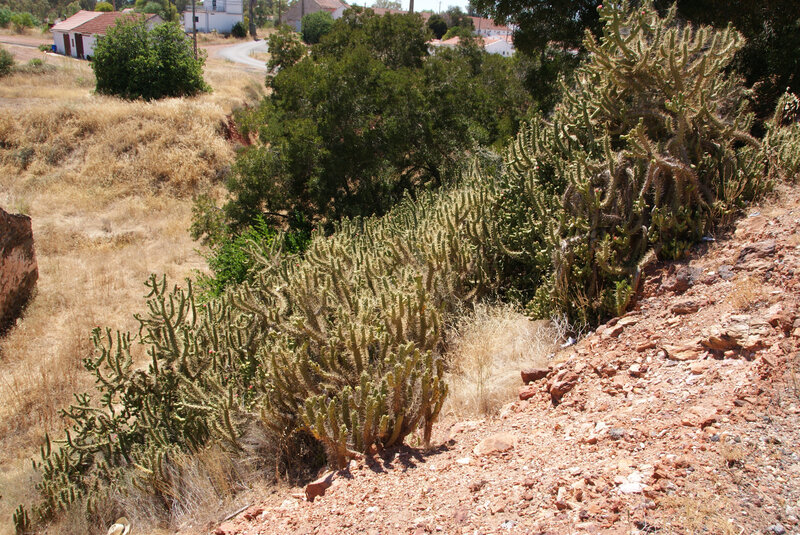 DSC08718-P-Mina de São Domingos-Les cactus