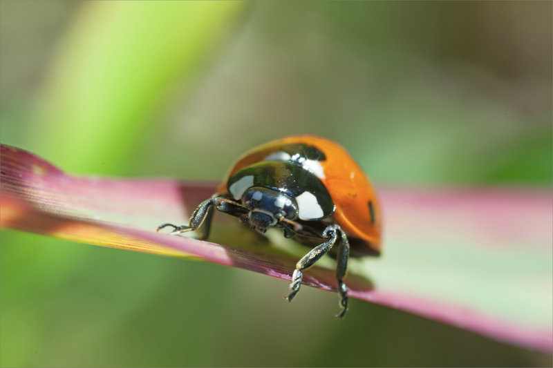 SM coccinelle 4 290521