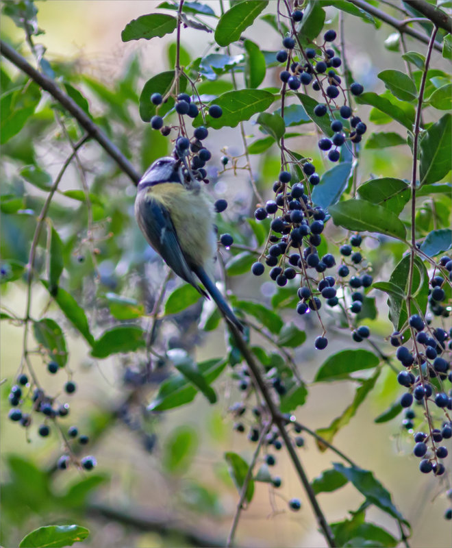 Oiseau mésange bleue mange graines 3 021122