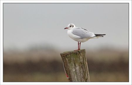 Aiguillon lulu mouette poteau 1 101211