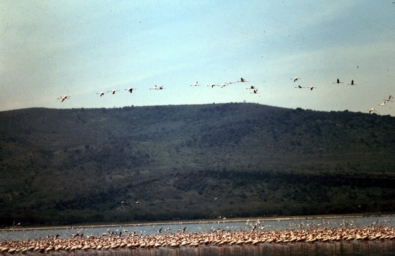 nakuru flamand q
