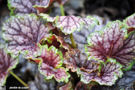 Heuchera x Beauty Color