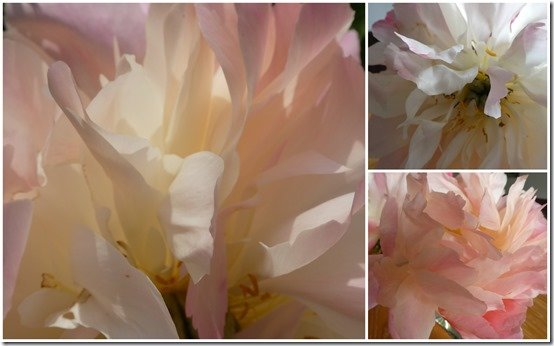 pivoines1