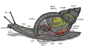 anatomie escargot
