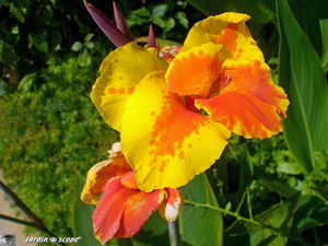 9137_canne_d_Inde