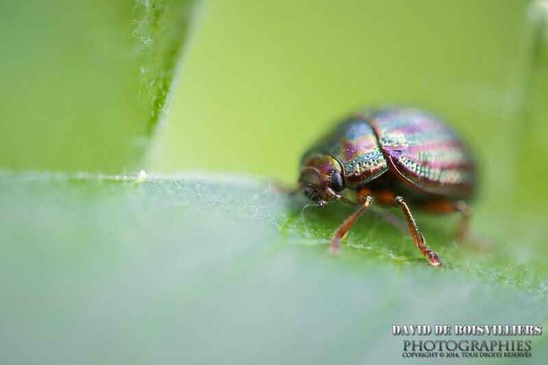 Chrysolina americana (Chrysomèle américaine ou du romarin)