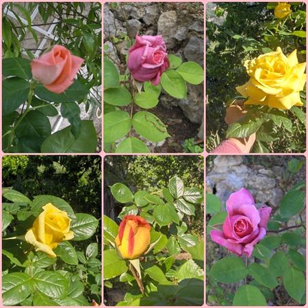 roses_au_jardin