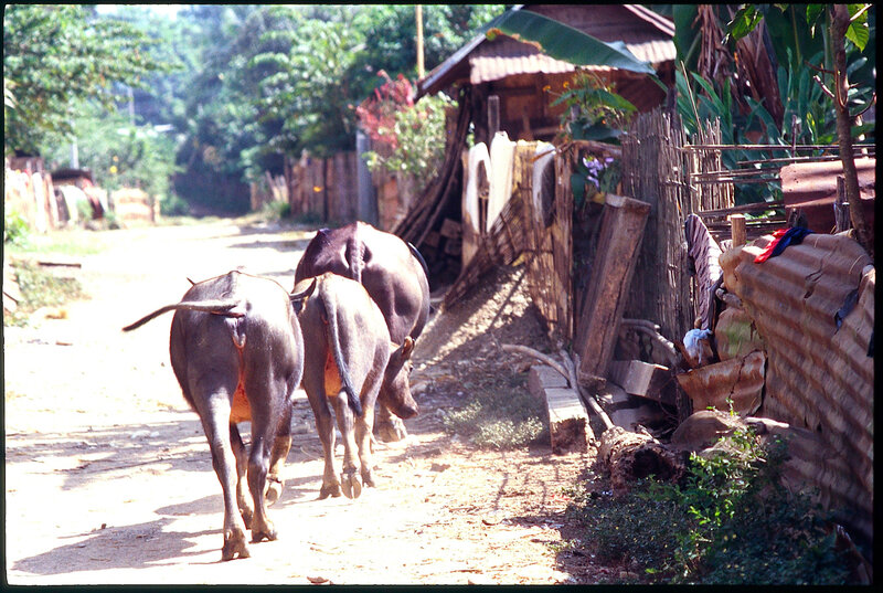 LAOS 1998 BUFLES SUR CHEMINS