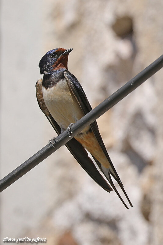 Photos JMP©Koufra 12 - Le Caylar - Hirondelle - 23052019 - 0011