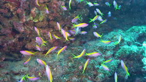 anthias__2_