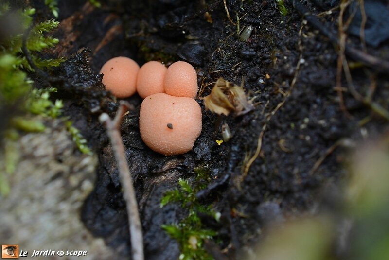 Lycogala-epidendron-2