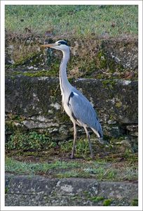 QM_heron_matin_noel_251209