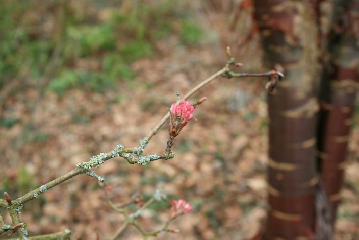 Jardin Belle -Vue Mars 2009 256