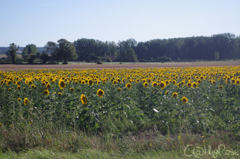 tournesols (5)