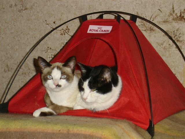 Coco et Mimile