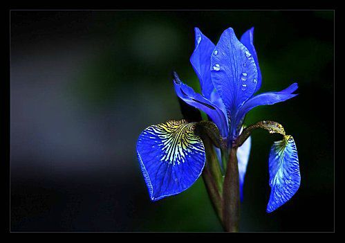 iris-bleu