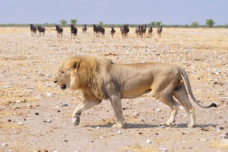 Lion, parc d'Etosha, Namibie (2)