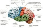 Structure_cerveau