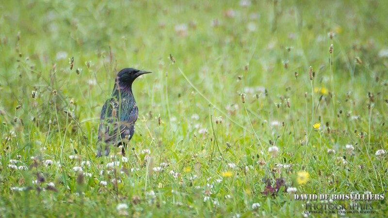 Etourneau Sansonnet (Sturnus Vulgaris)