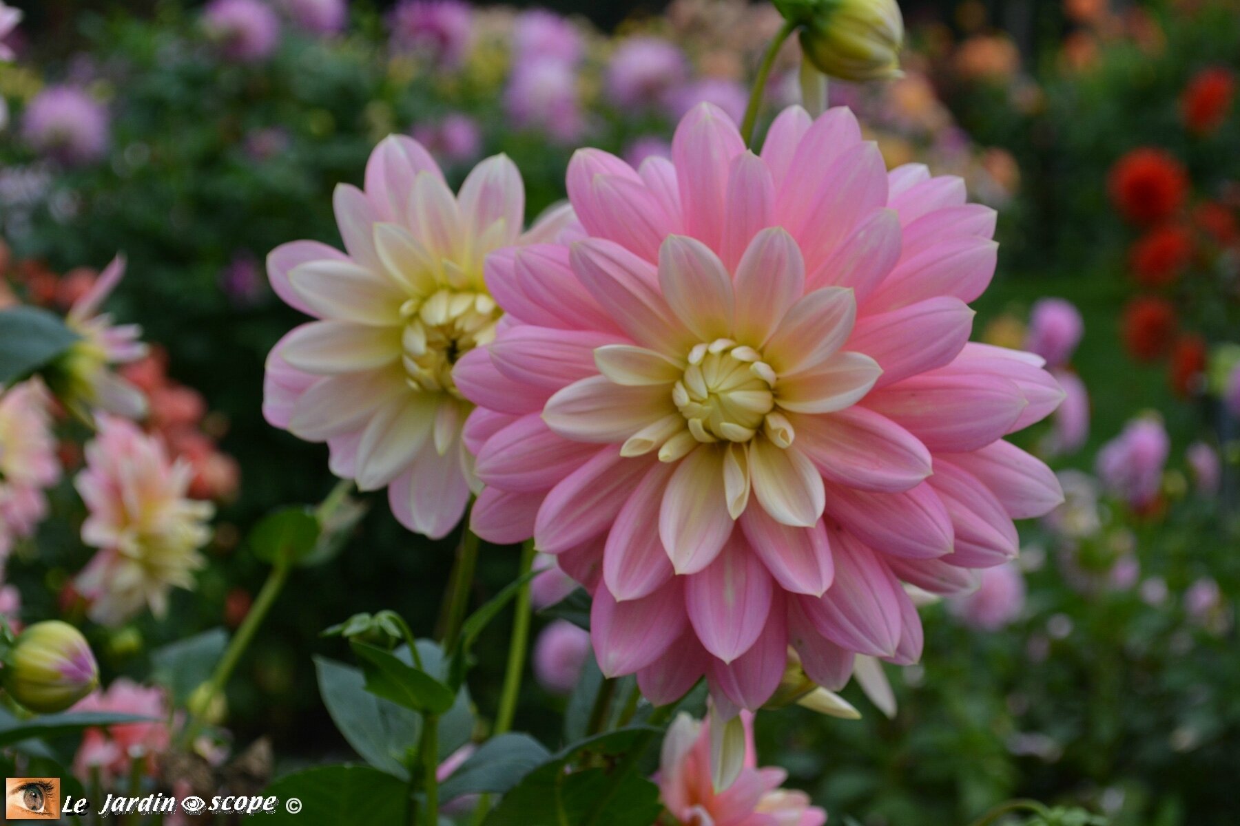 Dahlia-Bel-Amour-(LR)