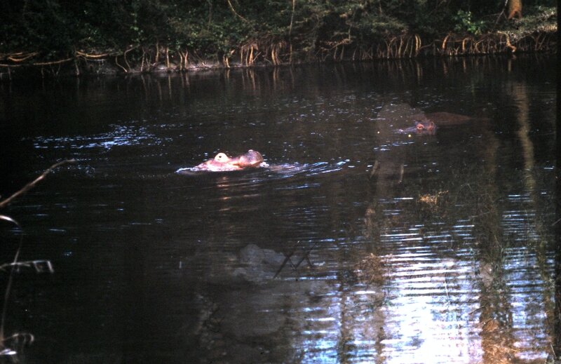 amboseli hippo g