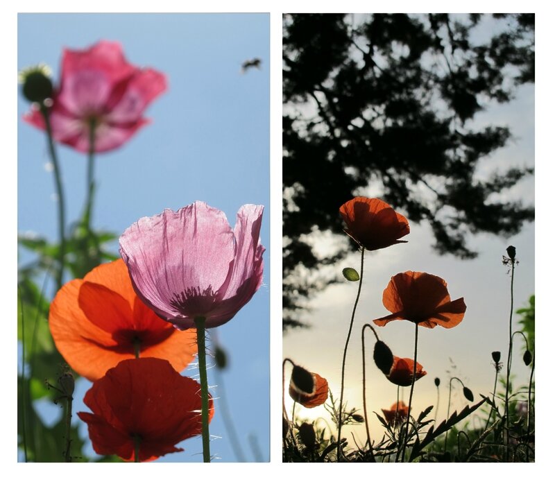 15-05-14, Papaver (4)