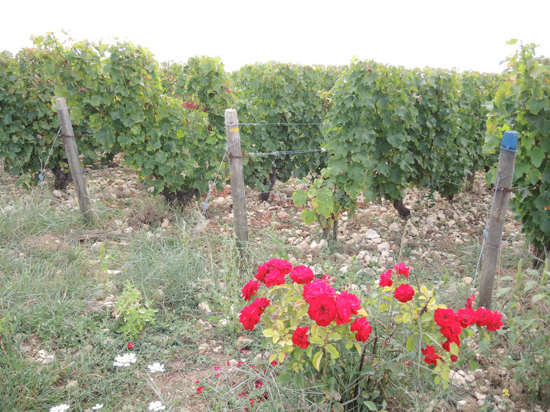 Pouilly-sur-Loire, De Loire en vignes, les vignes de cris, roses de vignes