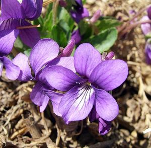 500px-Purpleflower_Violet_