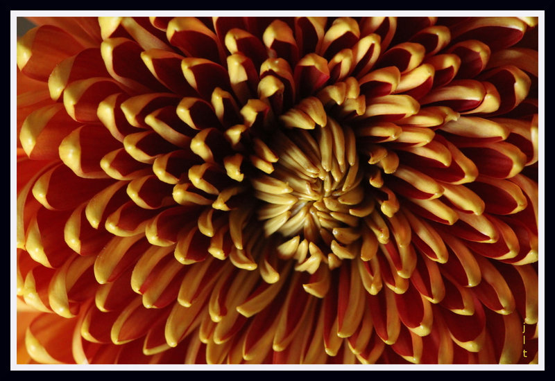 chrysanthème macro01