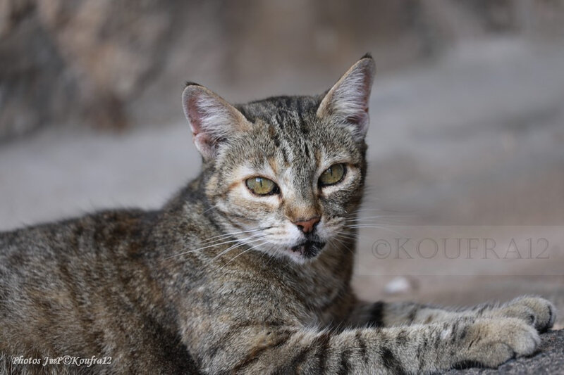 Photos JMP©Koufra 12 - Le Caylar - Chats - 07072019 - 0046