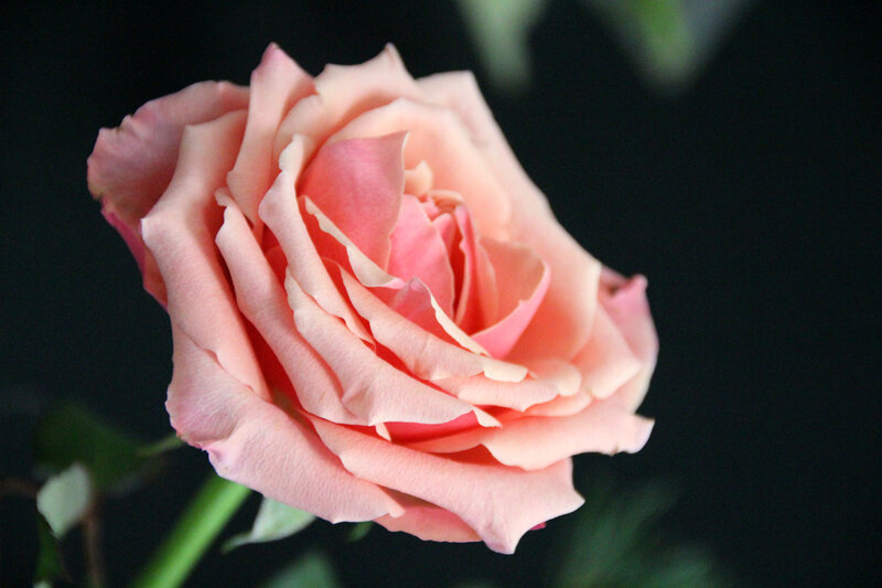 rose