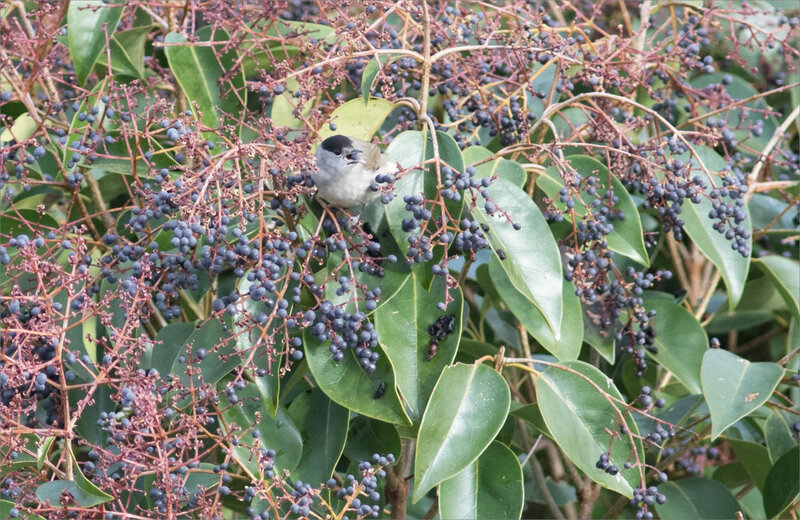 Troëne graines oiseaux fauvette TN 190119 ym 4
