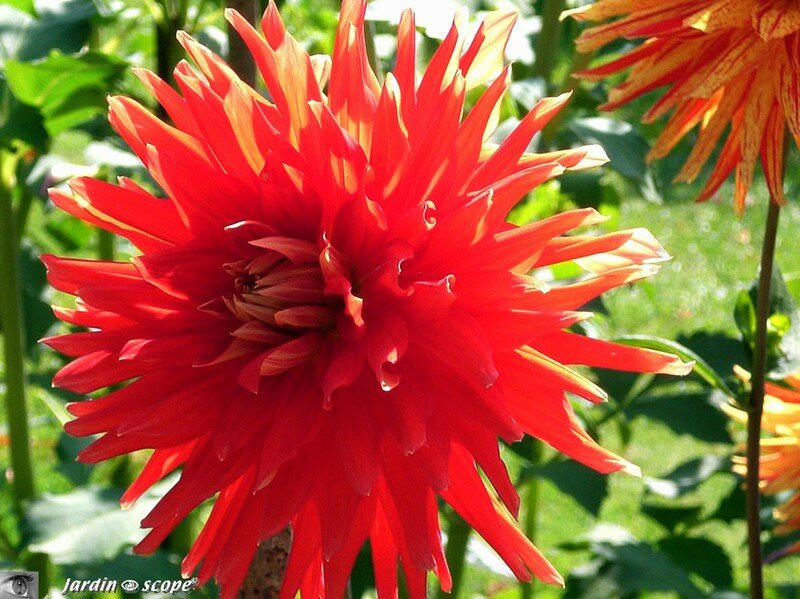 Dahlia cacts rouge