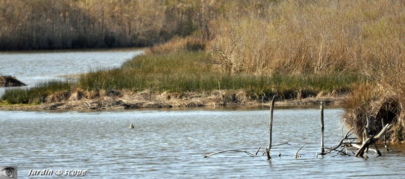 Parc ornithologique du Teich
