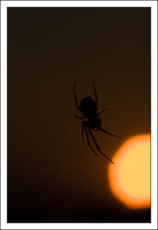 araignee_soleil_balcon_3_220510