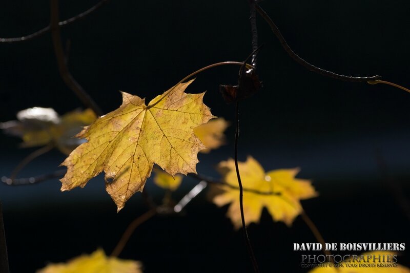 Feuille d'or