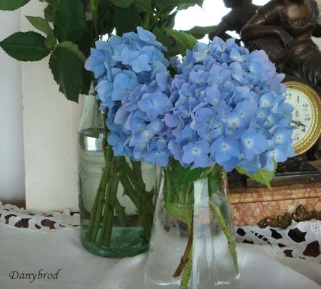hortensias jardin
