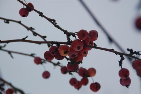 06-02-12 Dans les arbres