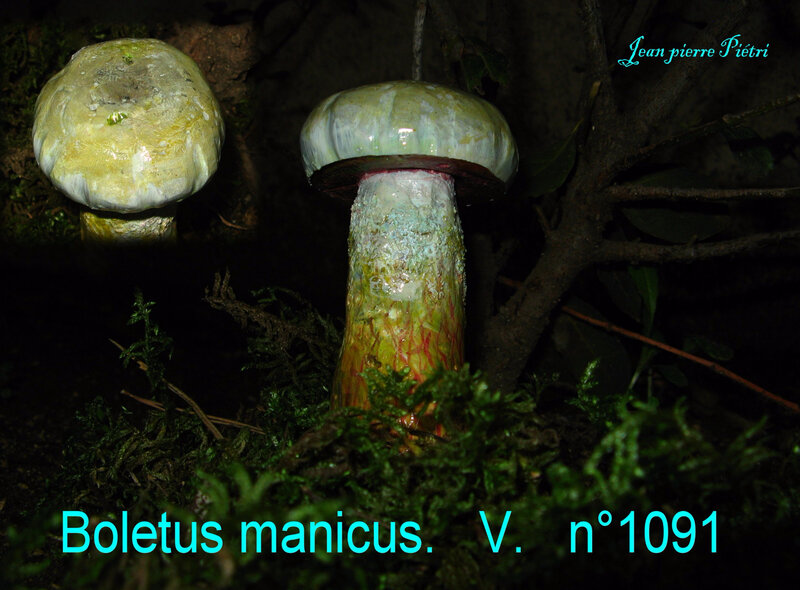 Boletus manicus n°1091