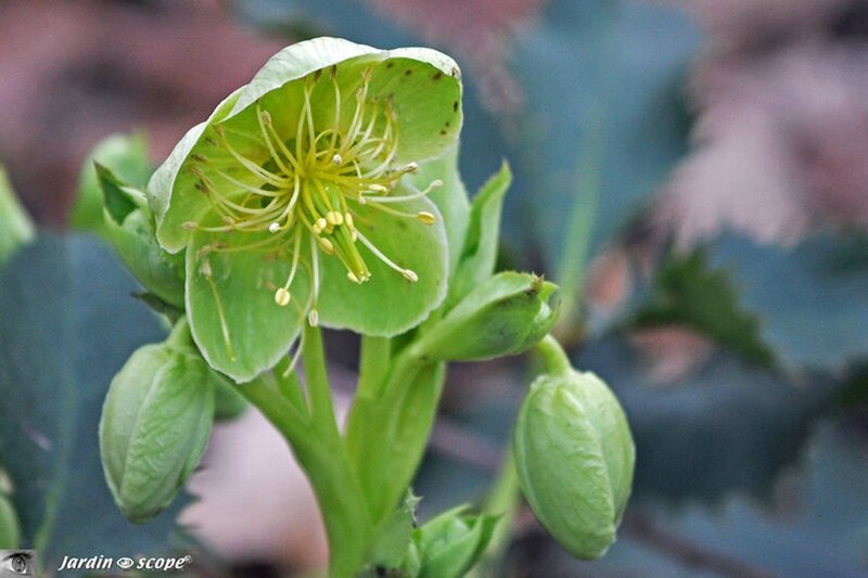  Hellebore de Corse • Helleborus 'argutifolius