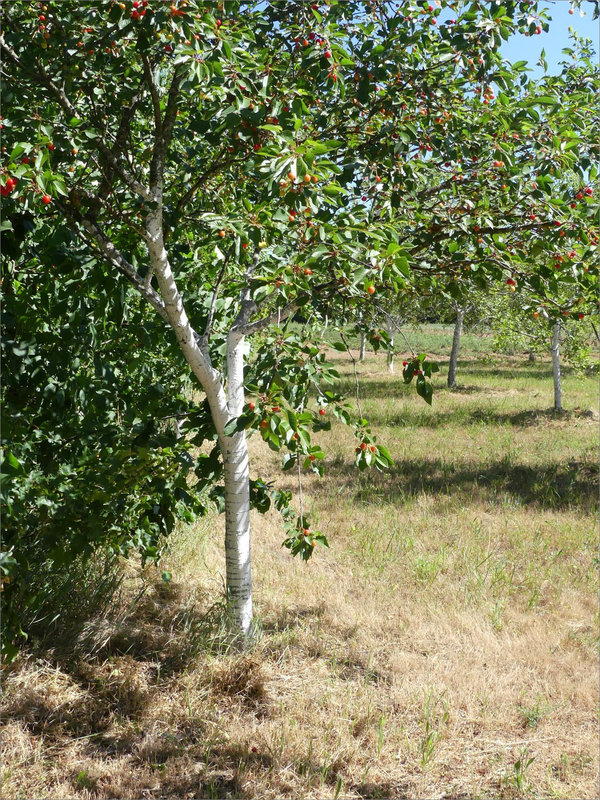 Plaine Cerisiers tronc blanc